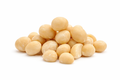 Macadamia
